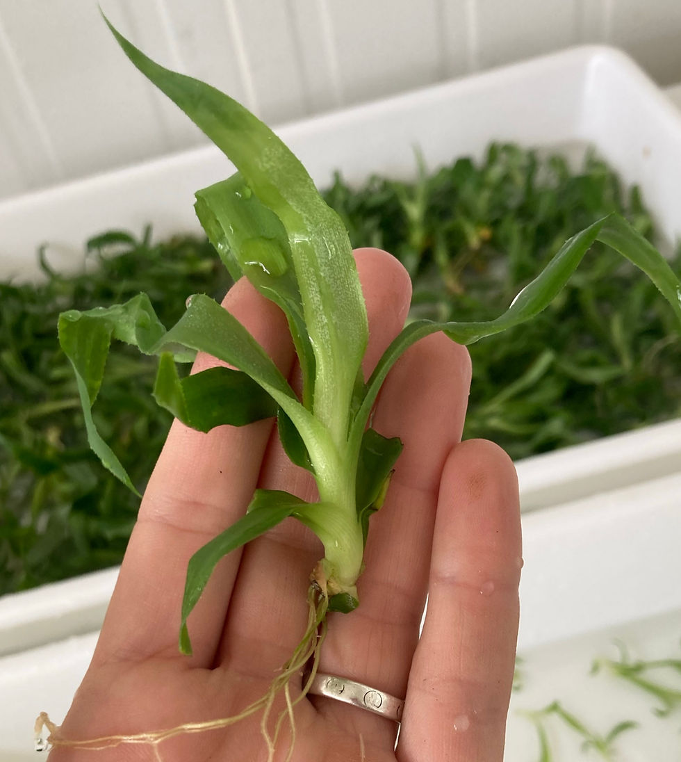 le vitro-plant avant repiquage . Crédit photo : CTIFL
