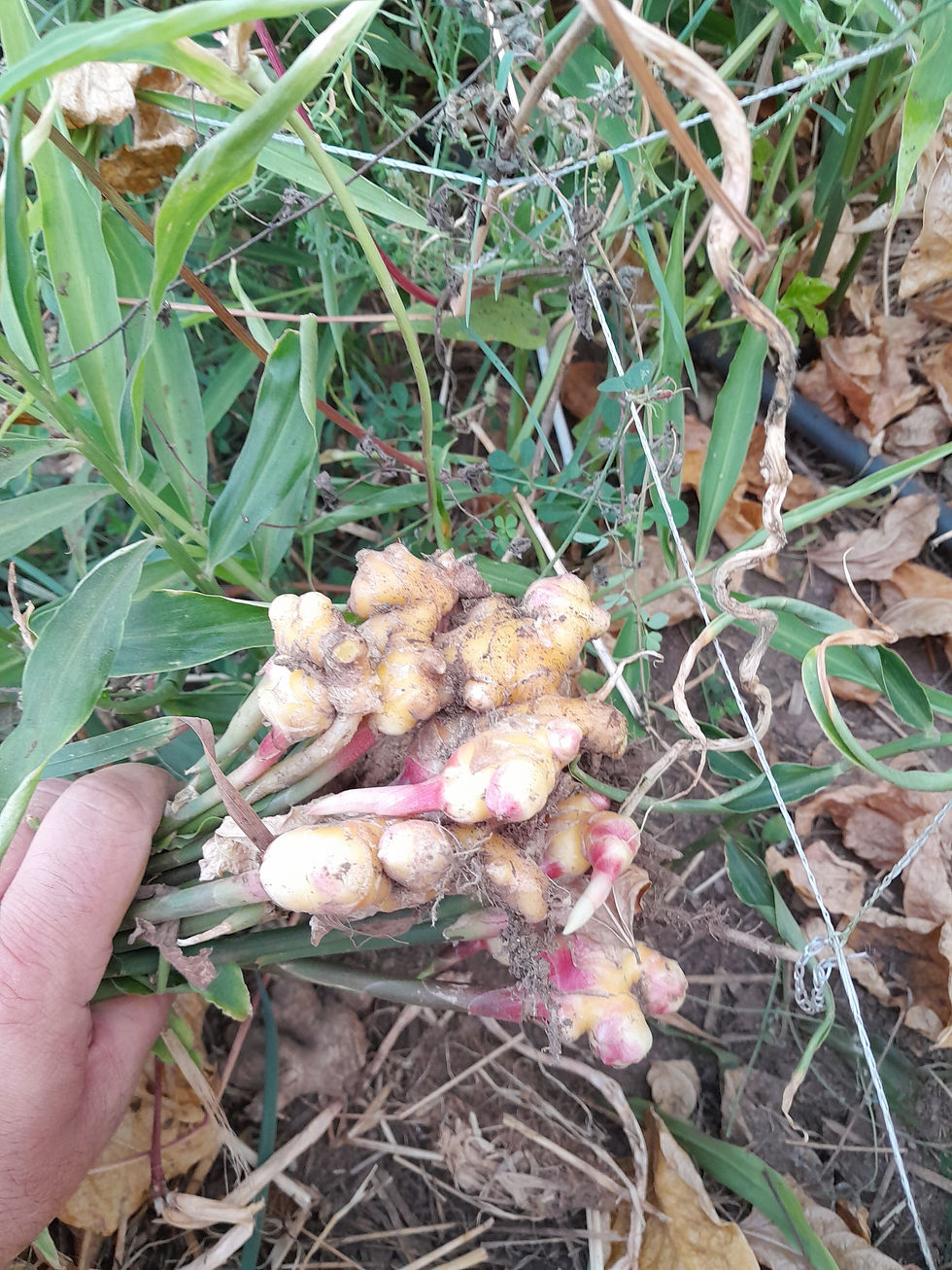 Le gingembre frais des Landes