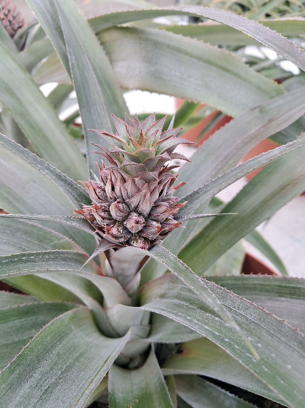 fleur d'ananas . Crédit photo : CTIFL