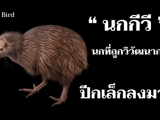 ทำความรู้จักกับนกกีวี ( intro to bird )