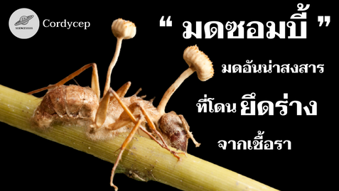 มดซอมบี้ !!!! ทำความรู้จักกับ Cordycep ที่จะทำให้มดเป็นซอมบี้