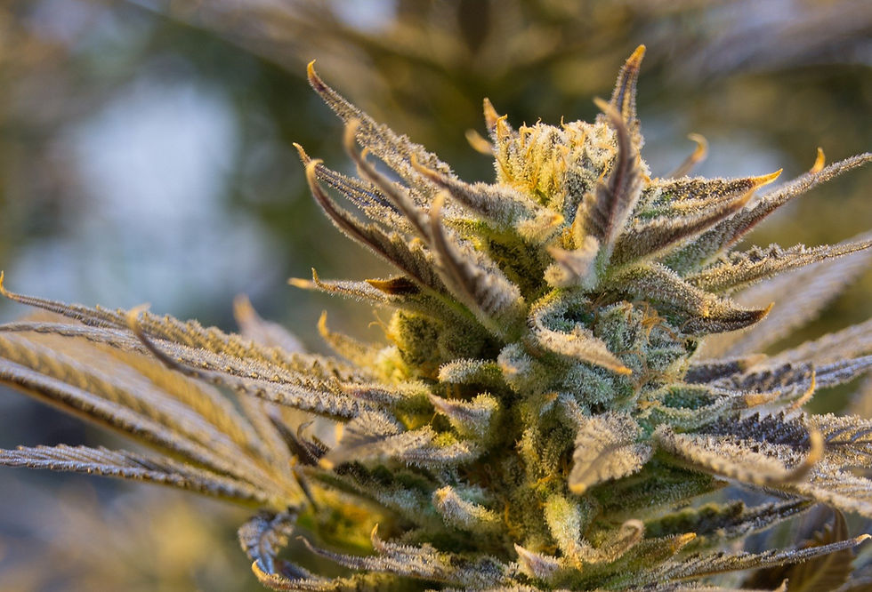 What is The Entourage Effect? Stoner Strategies