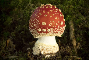 Magic Mushroom Powder Recipe - Shroomibles Edibles