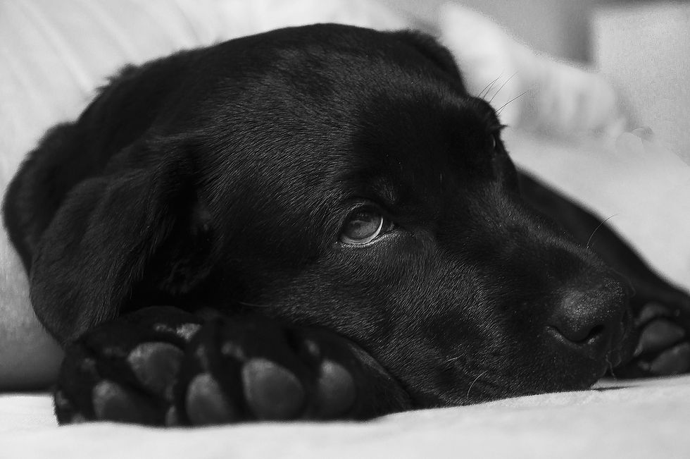 Stoner Strategies My Pet Ate My Weed, What Do I Do Now?