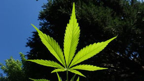 Joe Rogan and the Corporate Cannabis Monopolies
