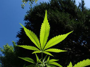 Joe Rogan and the Corporate Cannabis Monopolies