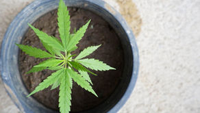 12 Types of Cannabinoids
