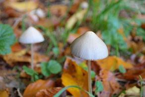 Does Psilocybin Show in a Drug Test?