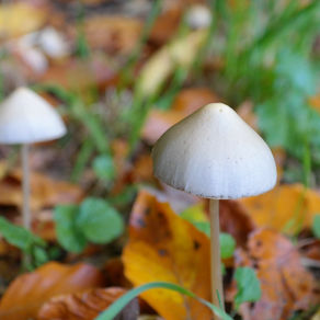 Does Psilocybin Show in a Drug Test?