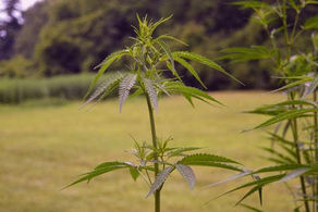 Popular Forms of CBD