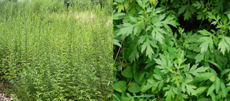 mugwort plant, moxibustion