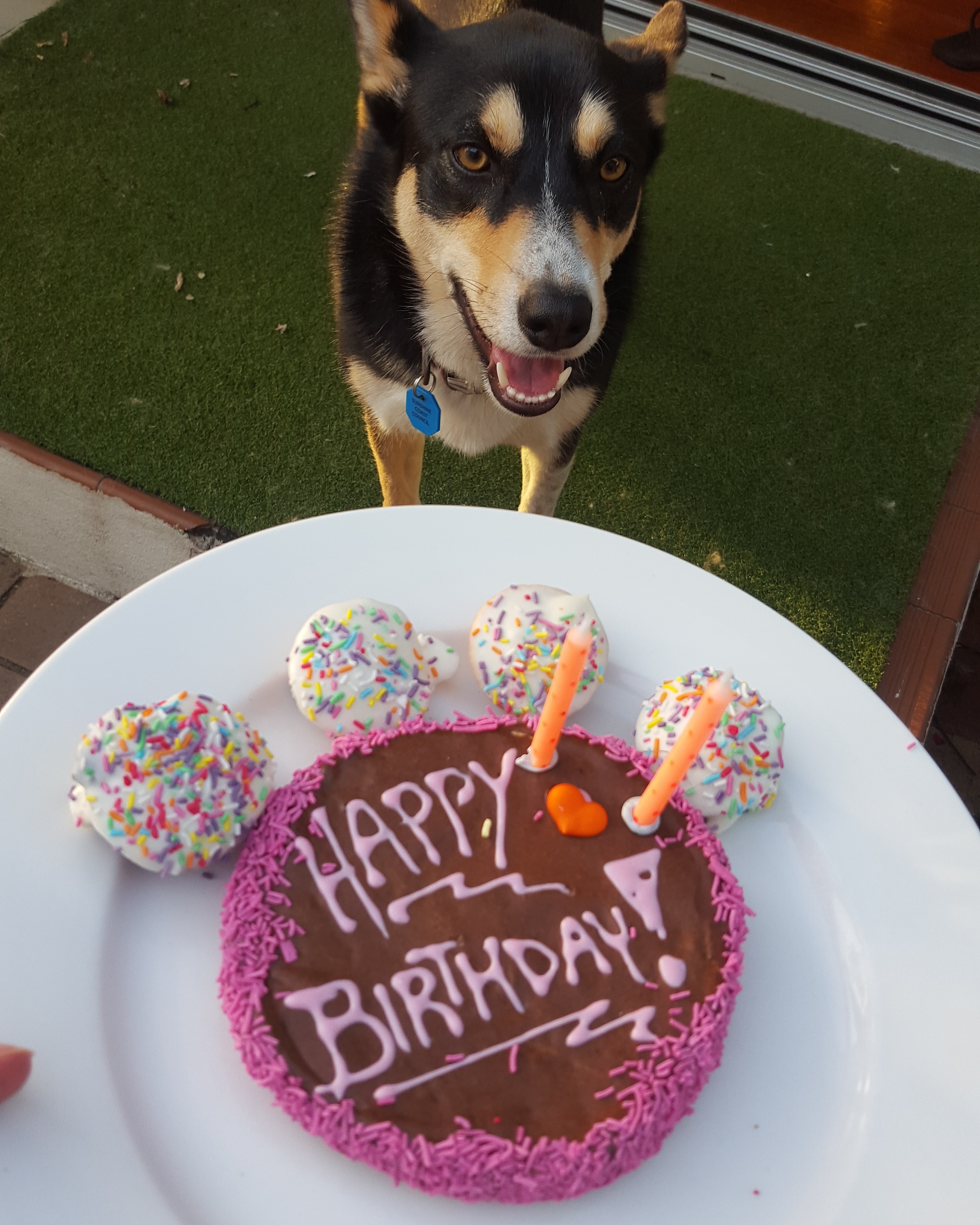 CAROB DOGGY BIRTHDAY CAKE DOG TREAT