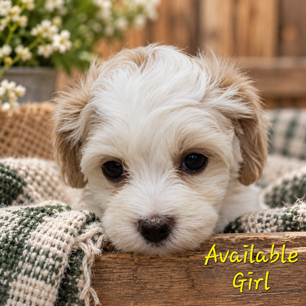 Havoodle Available Girl
