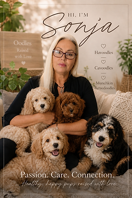 The human behind Belbon Cavoodles, Havoodles and Munckin Bernedoodles