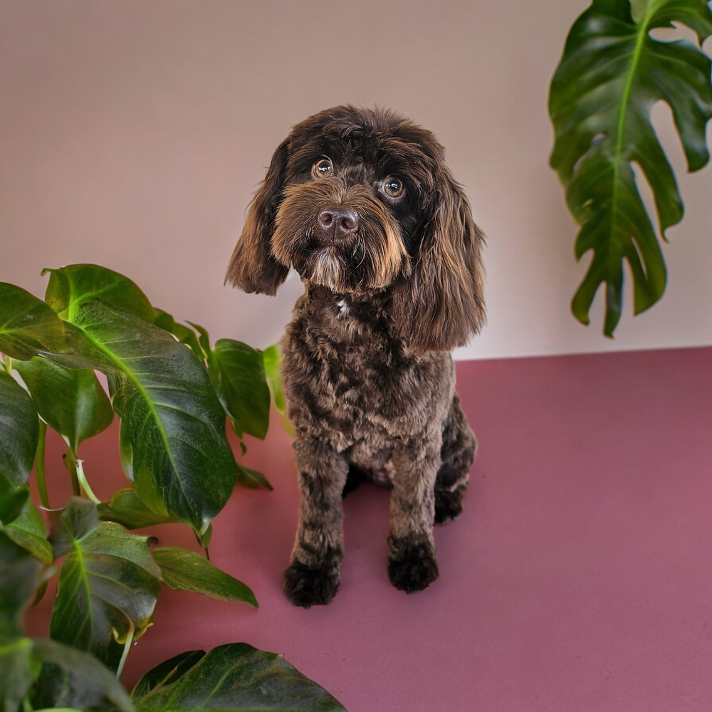 Is Your Cavoodle's Care Routine Up to Scratch? The Ultimate Guide to ...