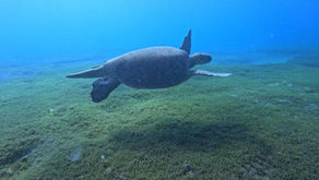 Protecting Paradise: Join the Candidates for Conservation Workshop!