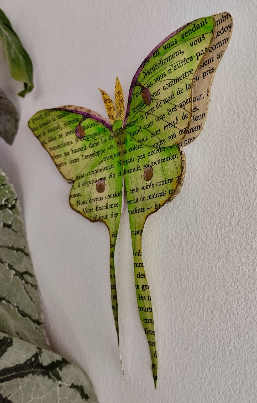 Détail du papillon Lune vert