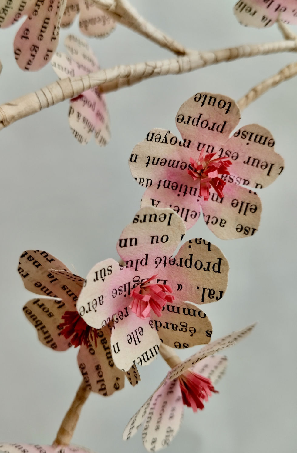 Détail de la branche de cerisier