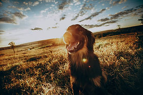 Hund im Sonnenuntergang auf Feld
