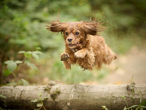 Ein junger Hund springt über einen Baumstamm