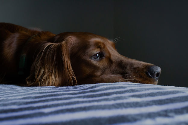 Ein brauner Hund liegt mit offenen Augen