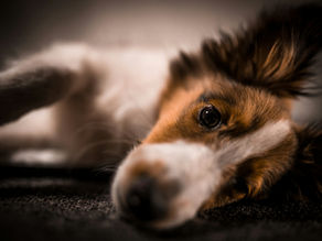 Ein Hund, der ruht, aber nicht entspannt ist
