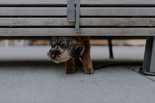 Hund unter einer Bank