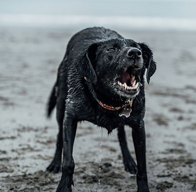 black labrador retriever on beach shore during daytime_edited.jpg