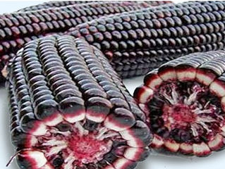 The Health Benefits Of Purple Corn