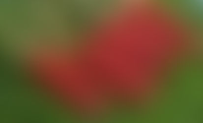 Health Benefits of Buah Merah Oil