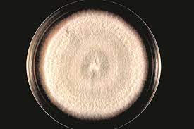 What types of mold is harmful to us?