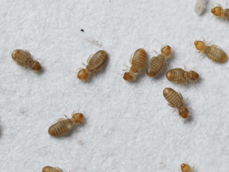 Booklice and mold mites. Are they the tiny dots that you see on walls and ceilings?