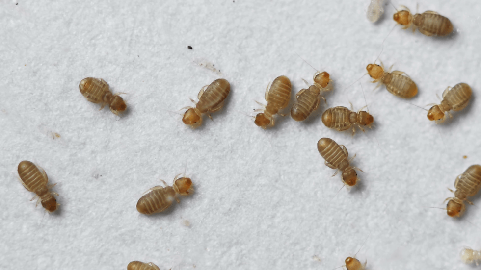 Booklice and mold mites. Are they the tiny dots that you see on walls and ceilings?