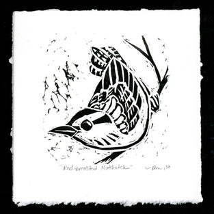 Red-breasted Nuthatch