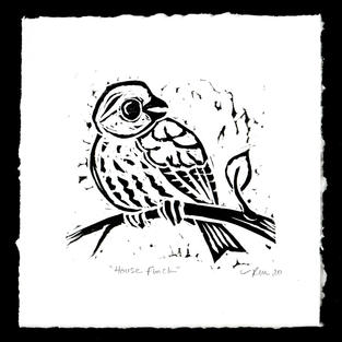 House Finch