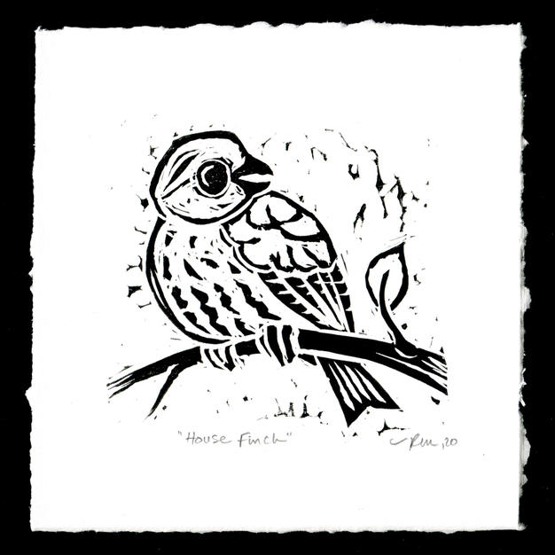 House Finch