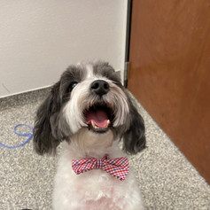 pampered pet 16.jpeg