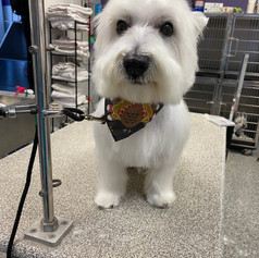 pampered pet 45.jpeg