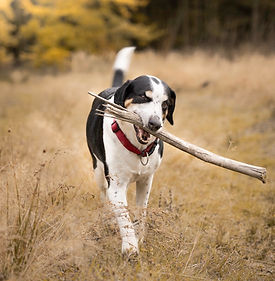 Groß (Spaziergang-4).jpeg