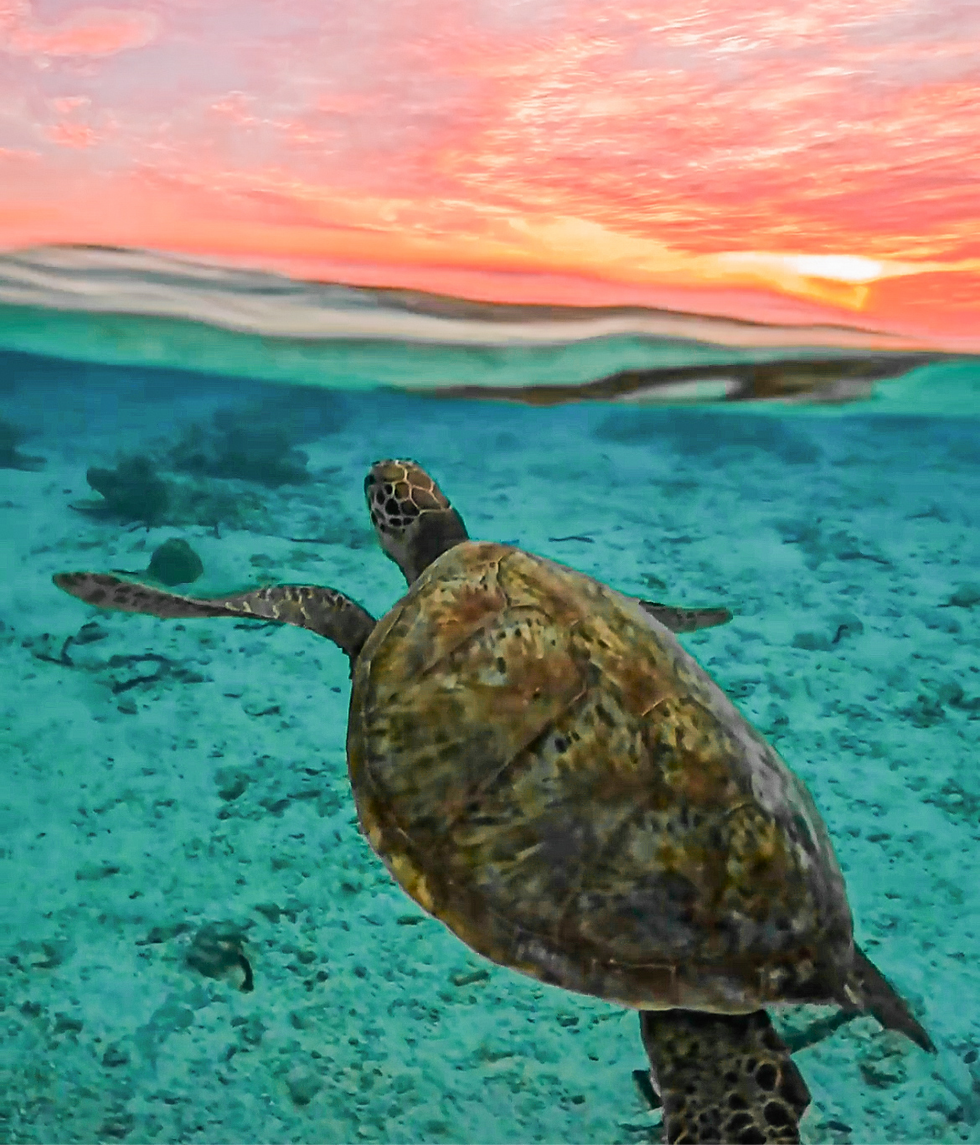 Snorkelling right out in front of our resort room. We spotted most of the turtles at sunset everyday. Magical!!!