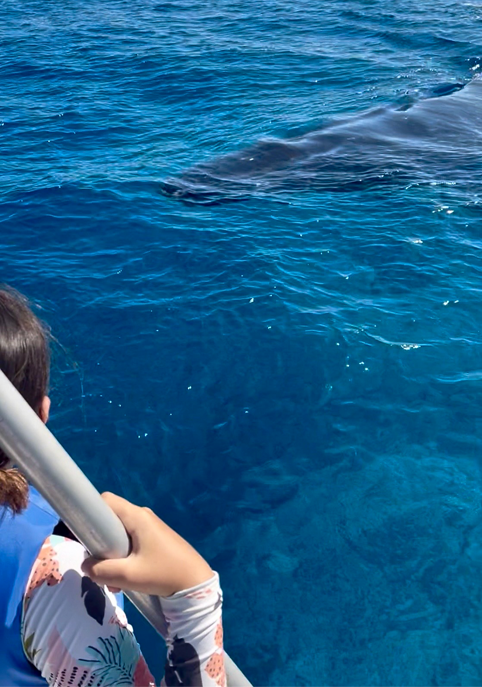 Child up close to a humpback whale