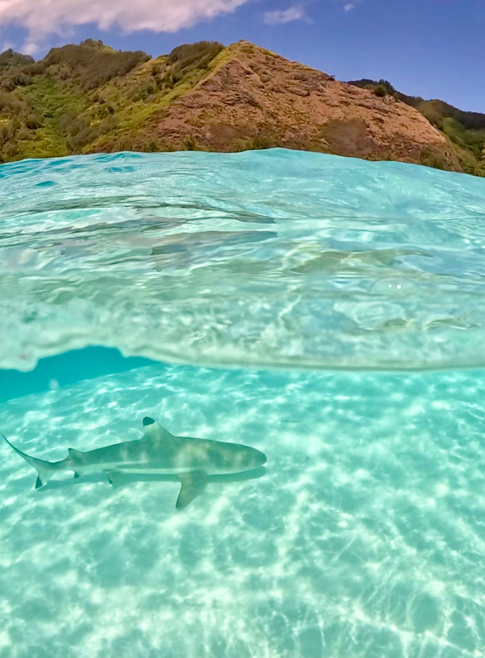 Black tip reef shark swimming in very clear water, Moorea, French Polynesia.
