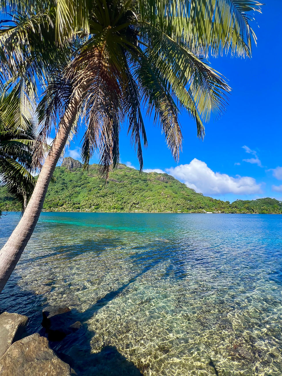 Palm trees on a tropical island, French Polynesia