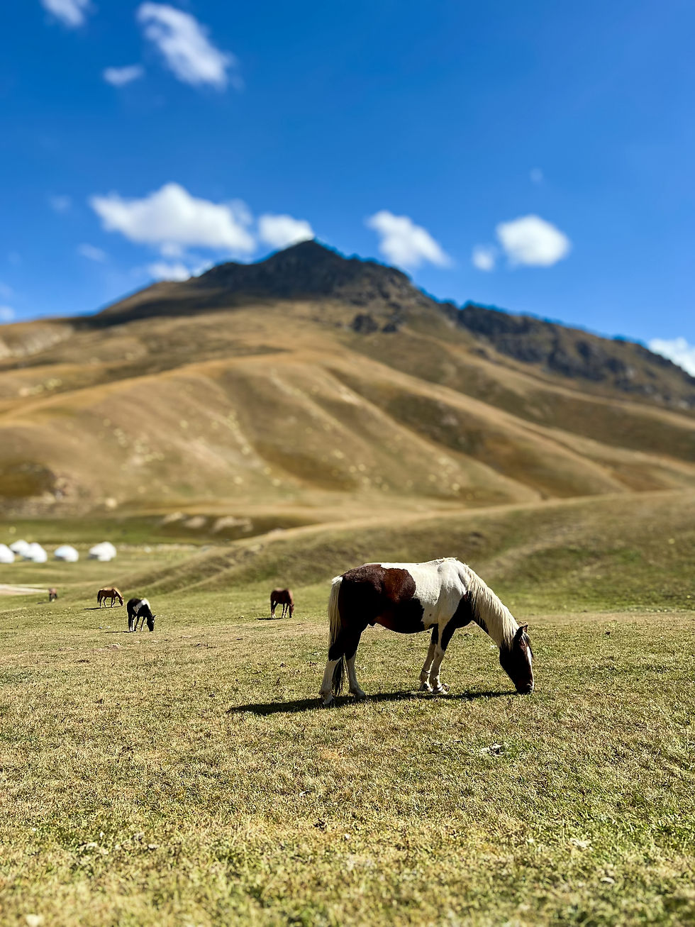 Horses grazing on a mountain with yurts in the distance in Tash Rabat Kyrgyzstan 
