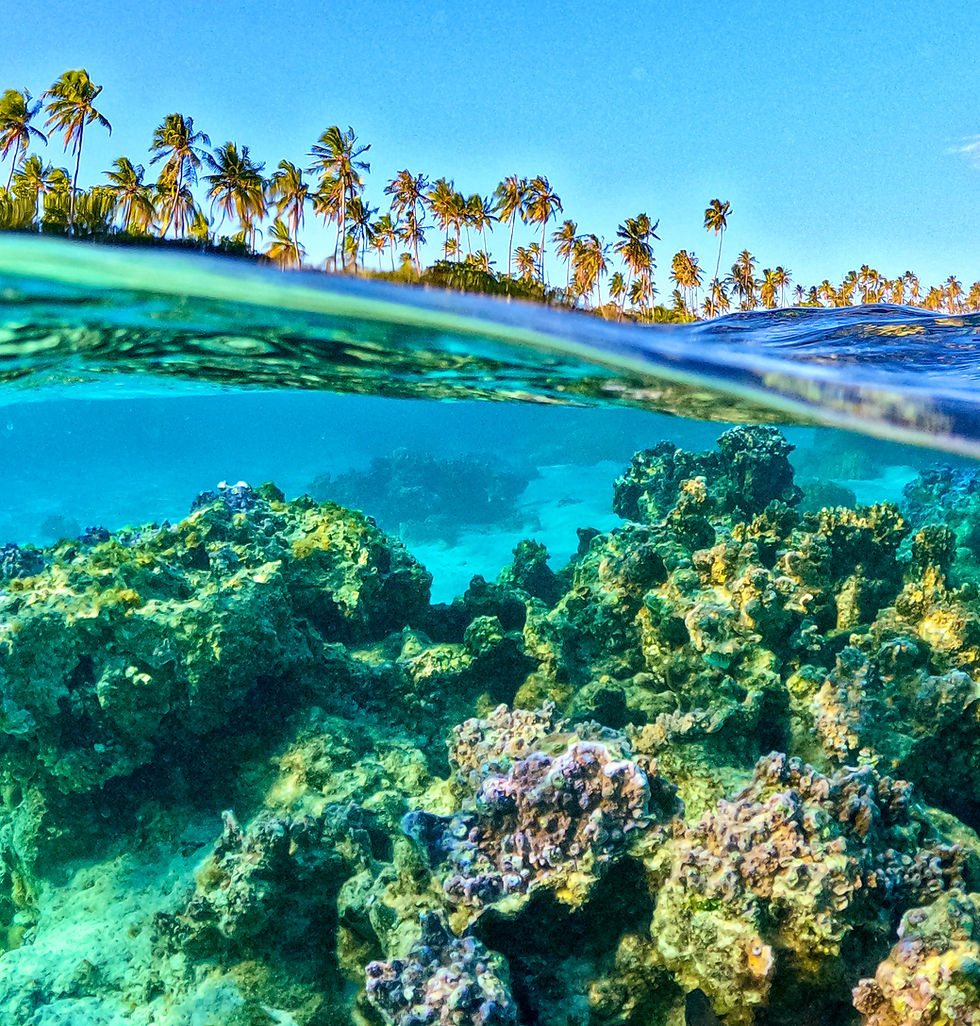 Half above water and half below water. Colourful coral and palm trees in the background