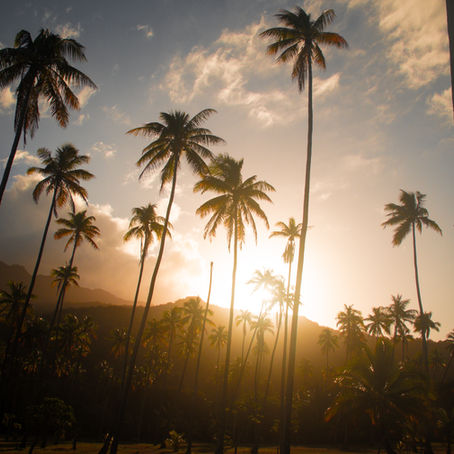 Palm Trees silhouette against sunset