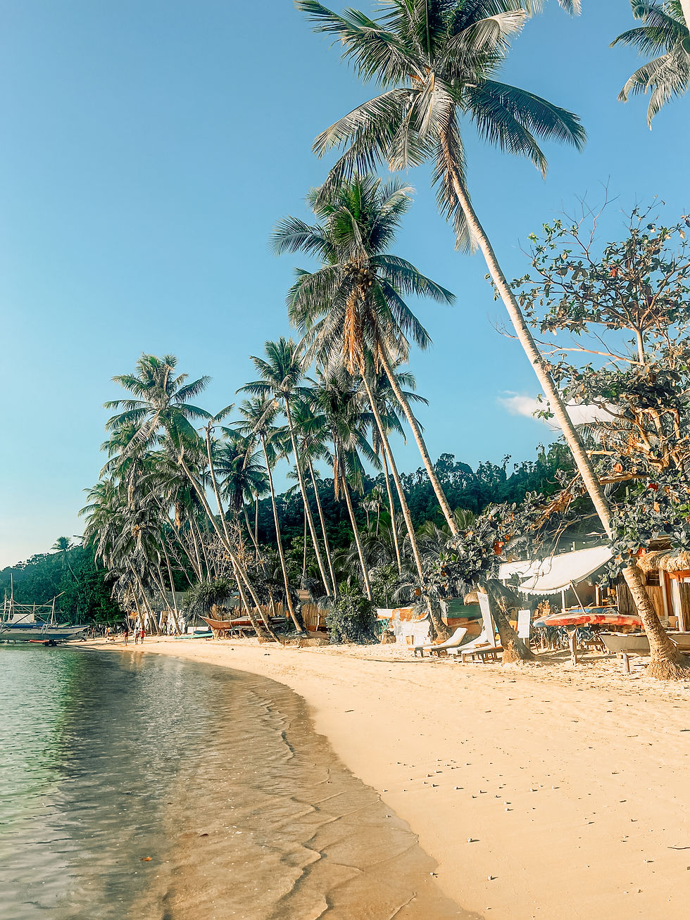 Palm trees lining a sandy beach, Corong corong Beach, El Nido