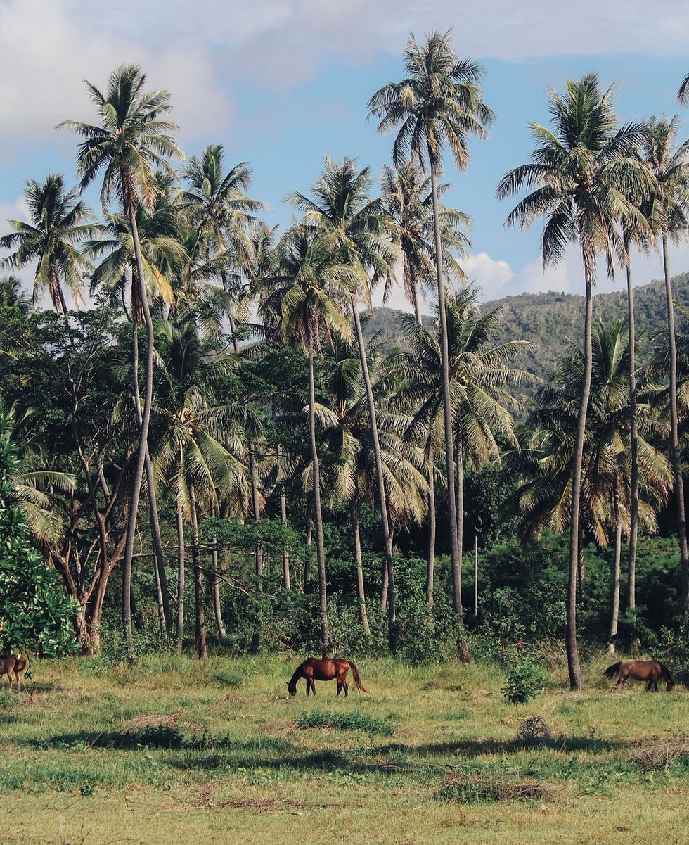 Horses and palm trees in Hienghène, New Caledonia