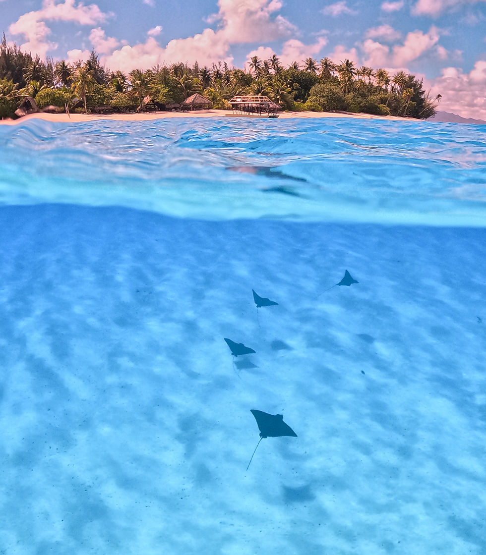 4 sting rays swimming underwater near a tropical island in Bora Bora