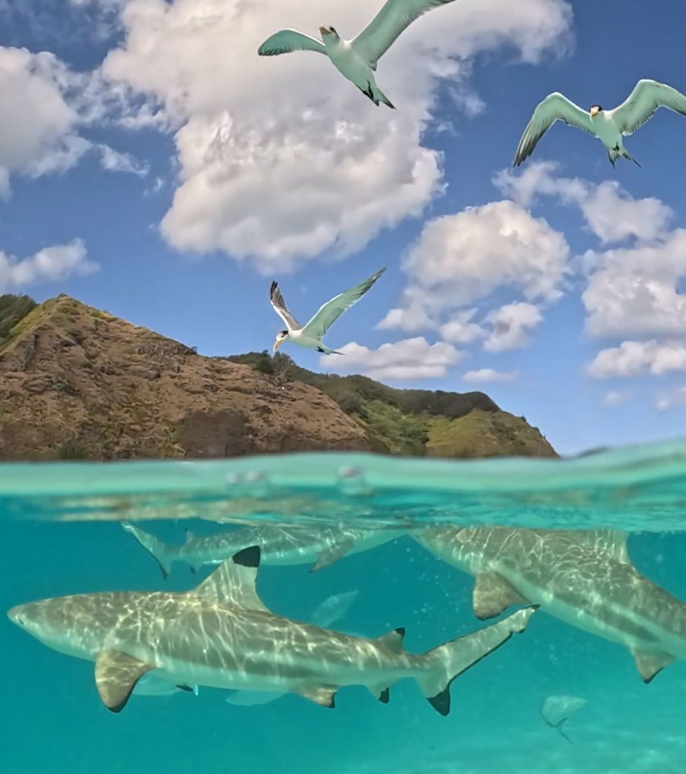 Half land/half sea photo. Sharks underwater and seagulls in the sky